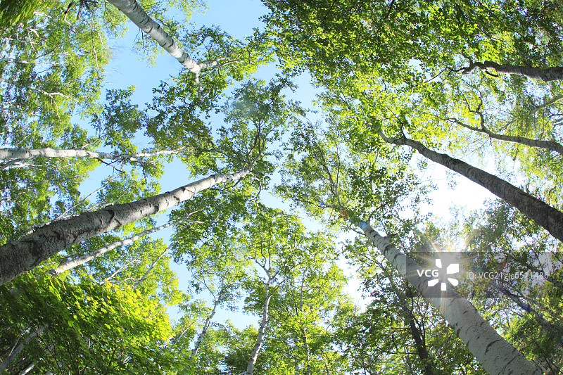 仰视视角下的参天大树图片素材