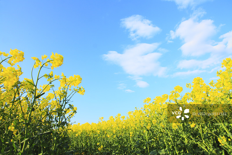 背景中的芥末田和蓝天图片素材
