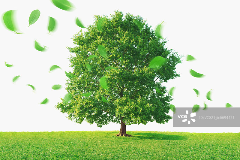 草原上的落叶与孤树图片素材