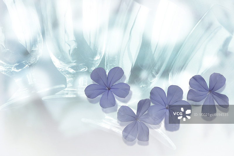 白花丹图片素材