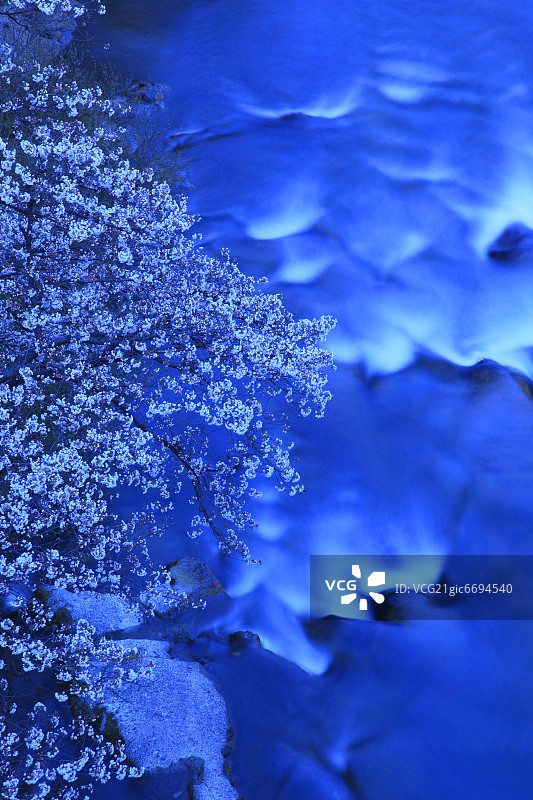 福岛县的樱花与摺上川流水图片素材