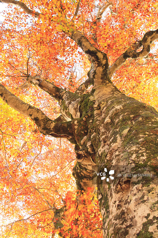 青森县白神山地的山毛榉树和树叶图片素材