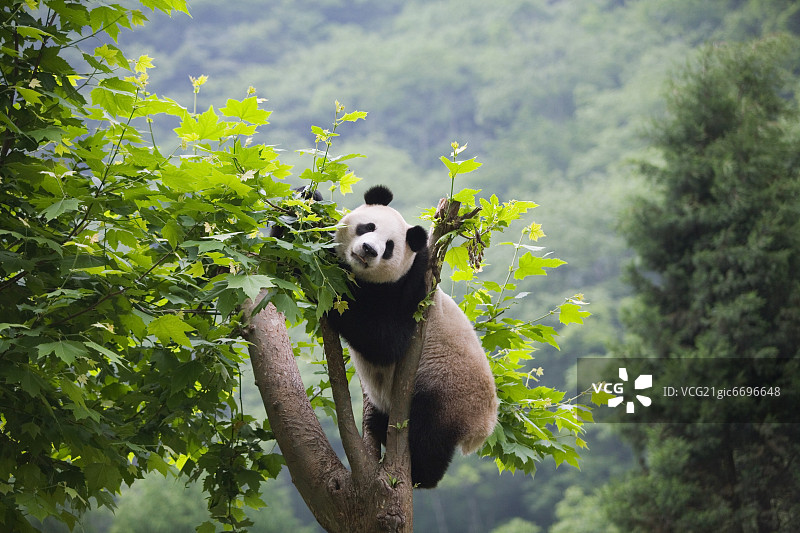 熊猫，中国图片素材