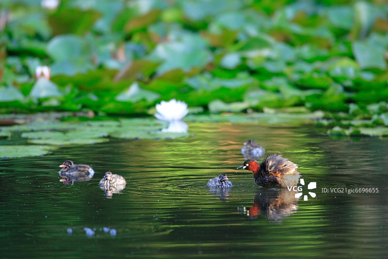 小鸊鷉，日本北海道图片素材