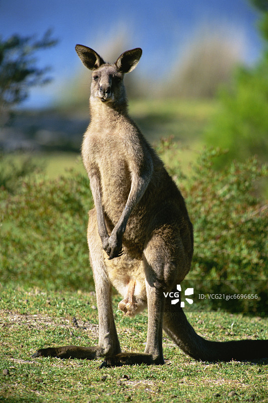 东部灰袋鼠图片素材