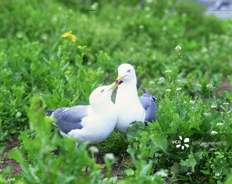 日本青森县芜岛图片素材
