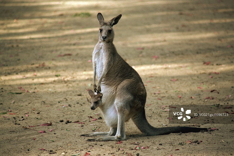 东部灰袋鼠图片素材