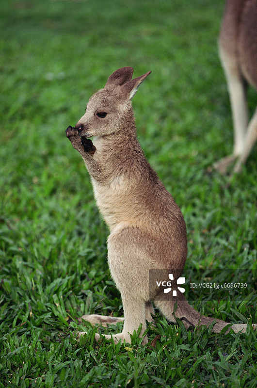 幼年东部灰袋鼠图片素材