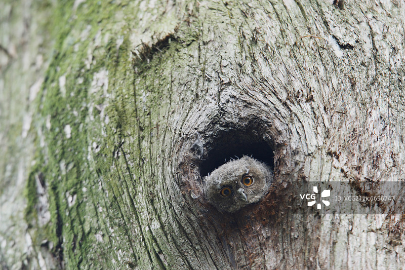 巽他角鸮，日本东京图片素材