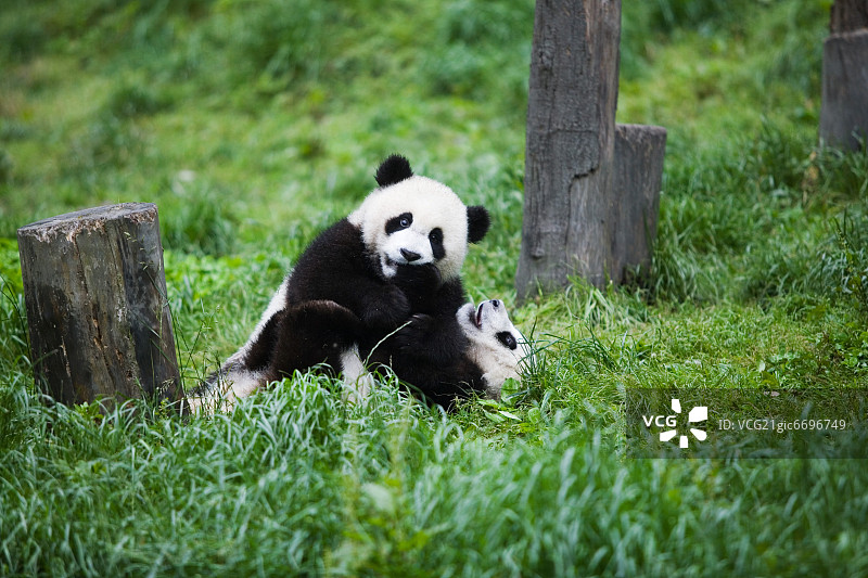 熊猫，中国图片素材