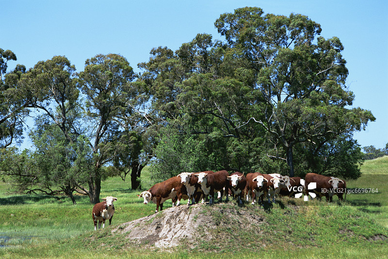 海福特牛图片素材
