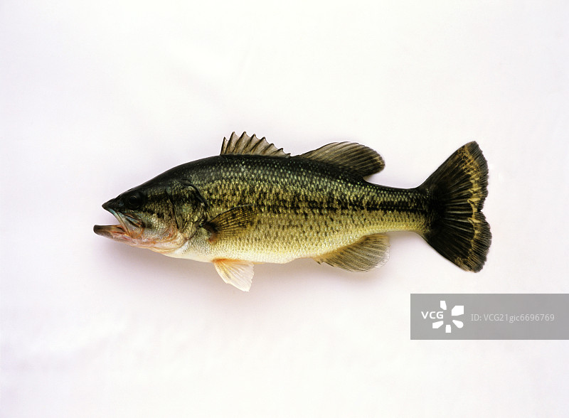 黑鲈鱼图片素材