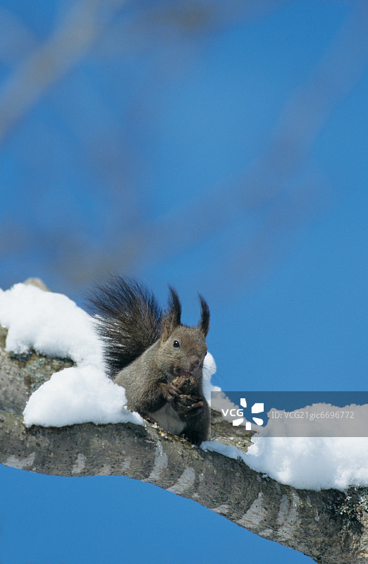 日本北海道的松鼠图片素材