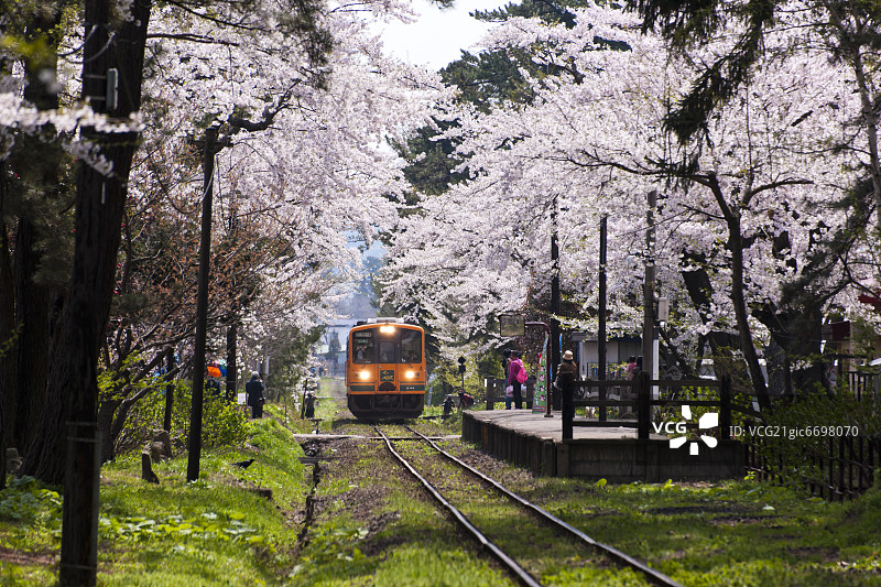 日本青森县芦野公园站的樱花图片素材