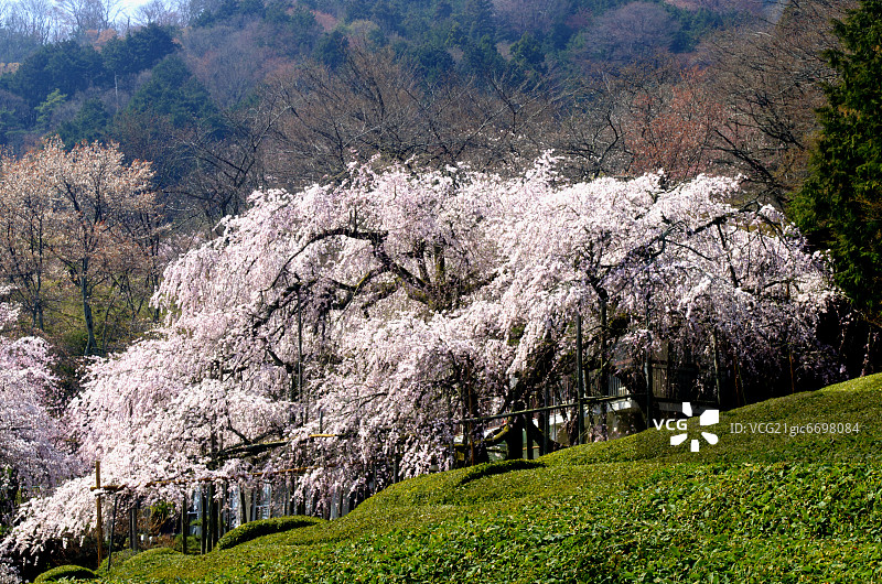 日本岐阜县池田山的垂枝樱花树图片素材
