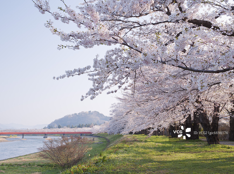 日本秋田县角馆樱花图片素材