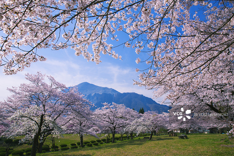 从日本埼玉县羊山公园眺望武甲山图片素材