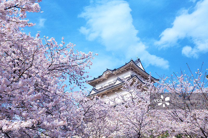 日本小田原城樱花图片素材