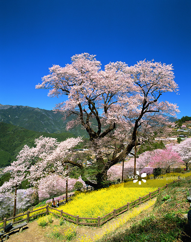 油菜花和樱花，日本高知县仁淀川町图片素材