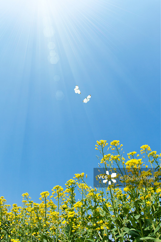 蝴蝶飞舞在油菜花田上图片素材