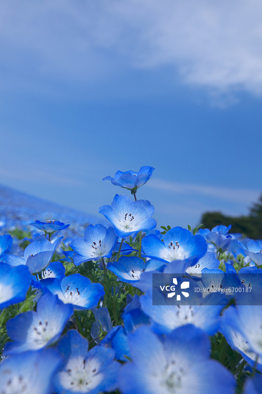 尼莫菲拉图片素材