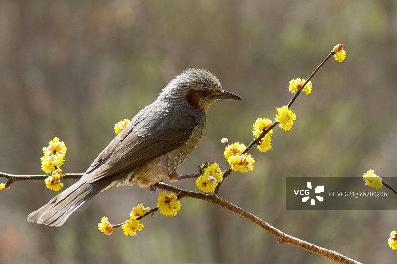 在山胡椒树枝上的棕耳鹎图片素材
