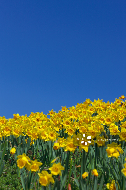 水仙花儿图片素材
