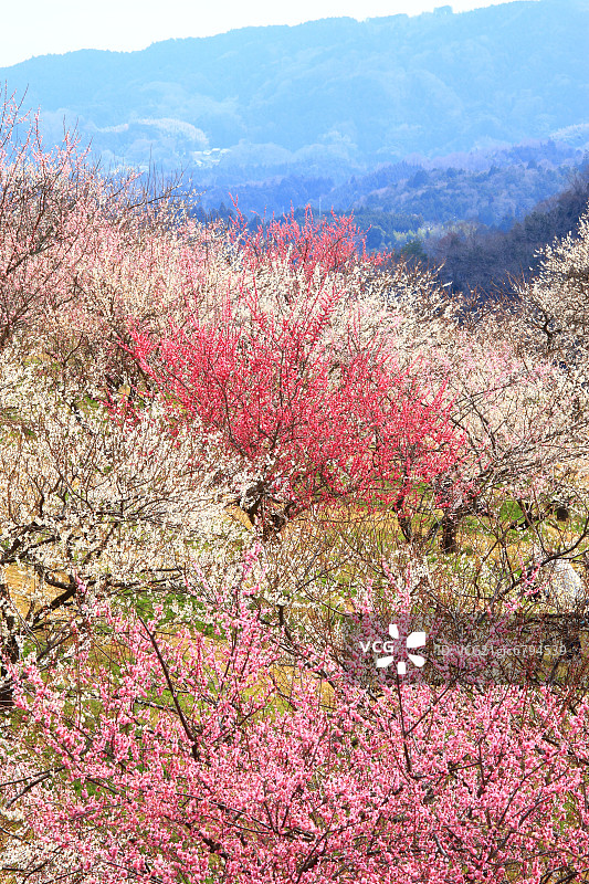 月濑梅林，奈良县图片素材