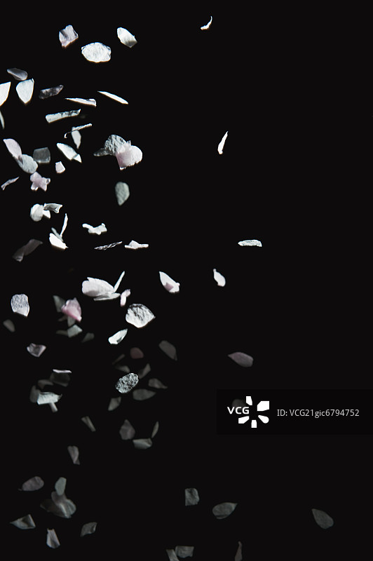 樱花花瓣飘落图片素材