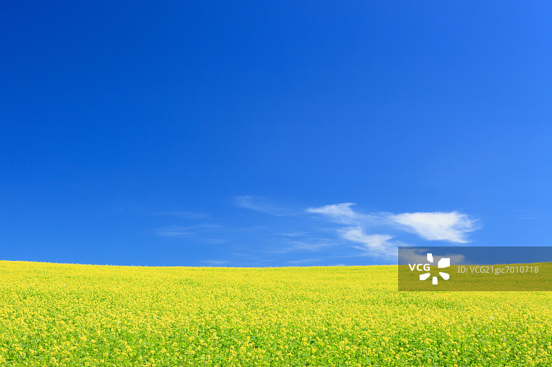 北海道的芥菜田与蓝天白云图片素材