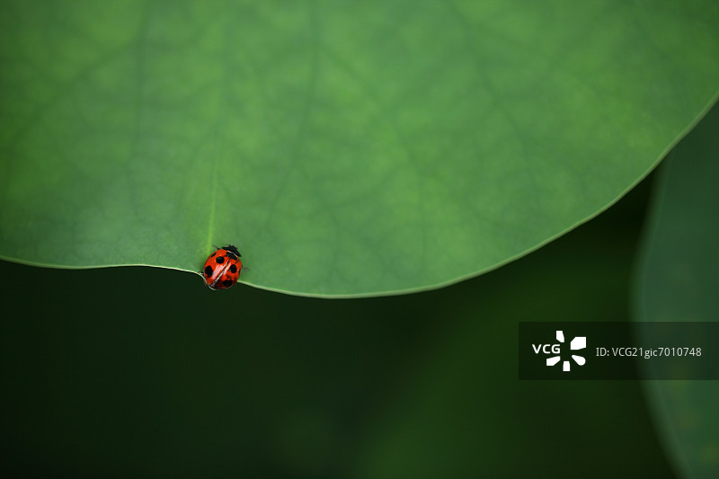 荷叶和瓢虫特写图片素材