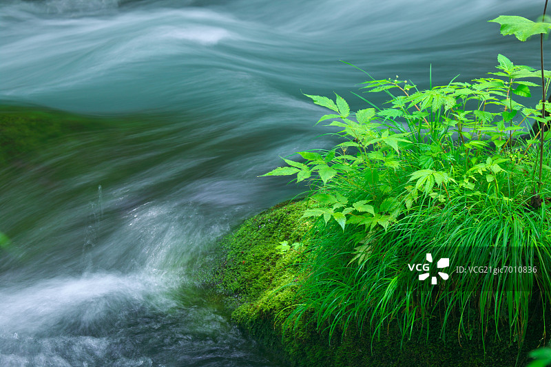 青森县奥入濑山涧与绿叶图片素材