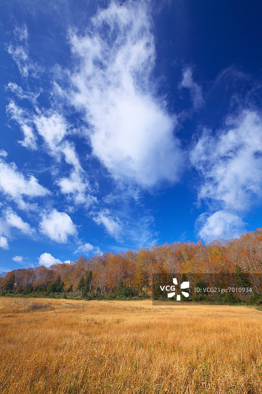 秋田县八幡平的树木、秋叶和蓝天白云图片素材