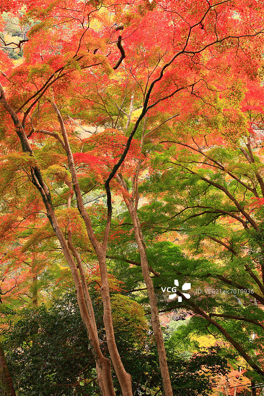 树木与秋叶图片素材
