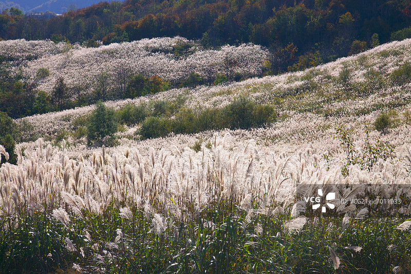 秋田县北秋田市的日本芒草原图片素材