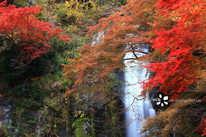 大阪箕面市的秋叶和箕面瀑布图片素材
