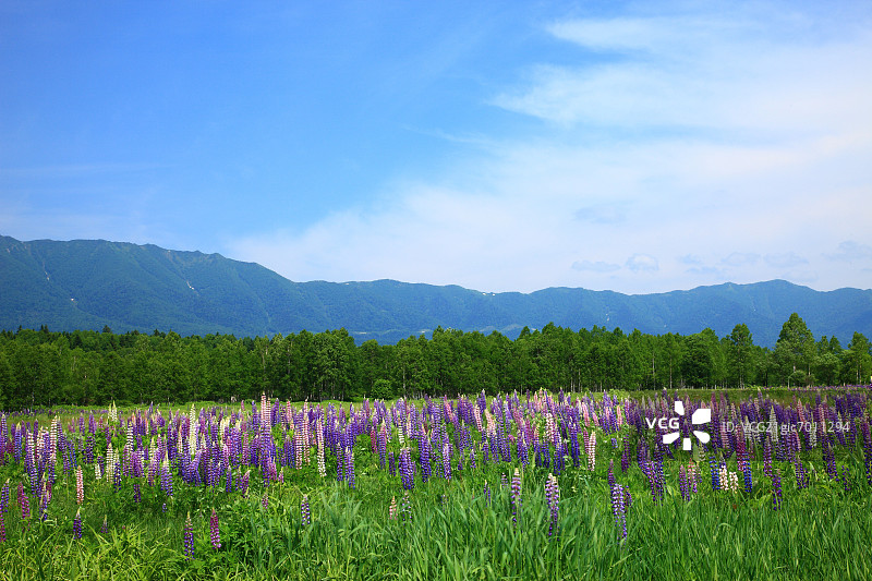 北海道上士幌町的羽扇豆田、山脉和蓝天图片素材