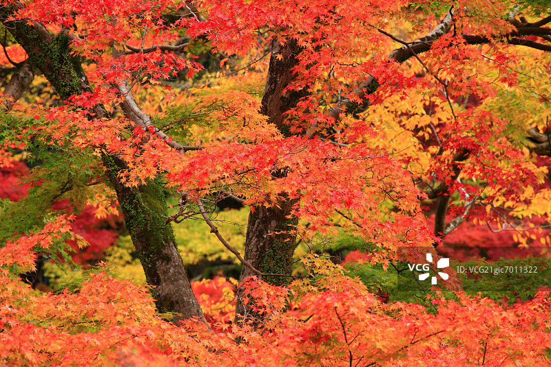 树木与秋叶图片素材