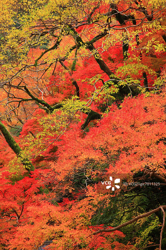 树木与秋叶图片素材