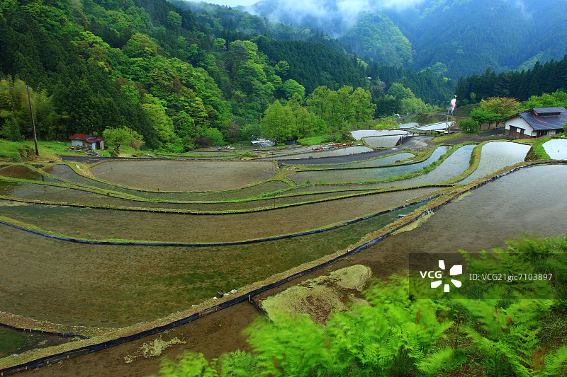梯田，高知县图片素材