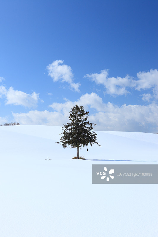 北海道富良野的树木与雪景图片素材