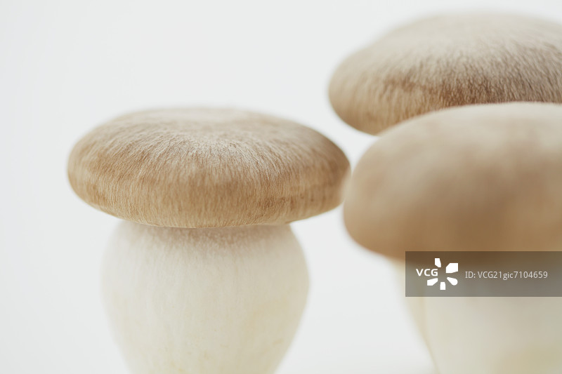 姬菇图片素材