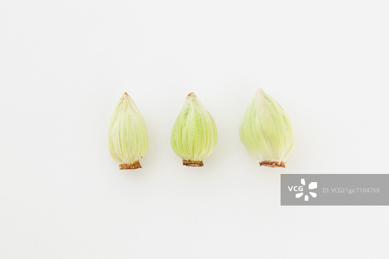 沼泽大黄图片素材