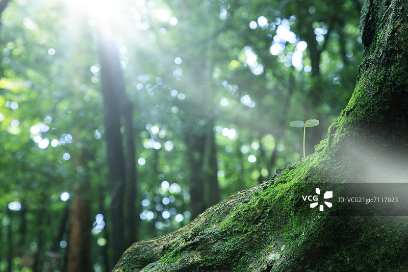 绿色的叶子图片素材