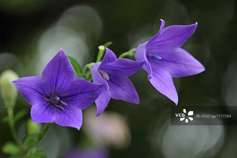 桔梗花图片素材