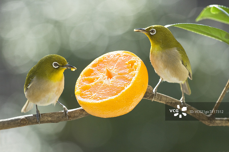 日式白眼鸟与橘子图片素材