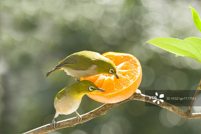 日式白眼鸟与橘子图片素材