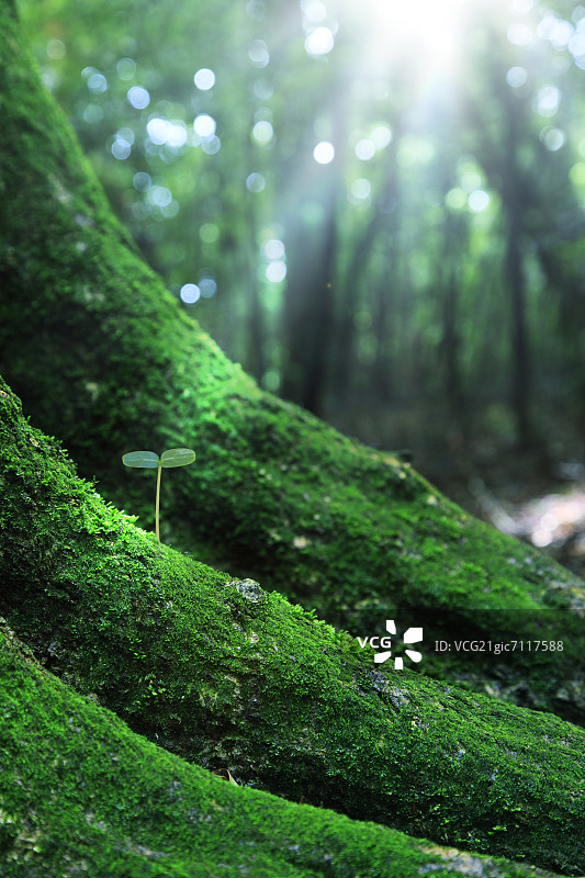 绿色的叶子图片素材