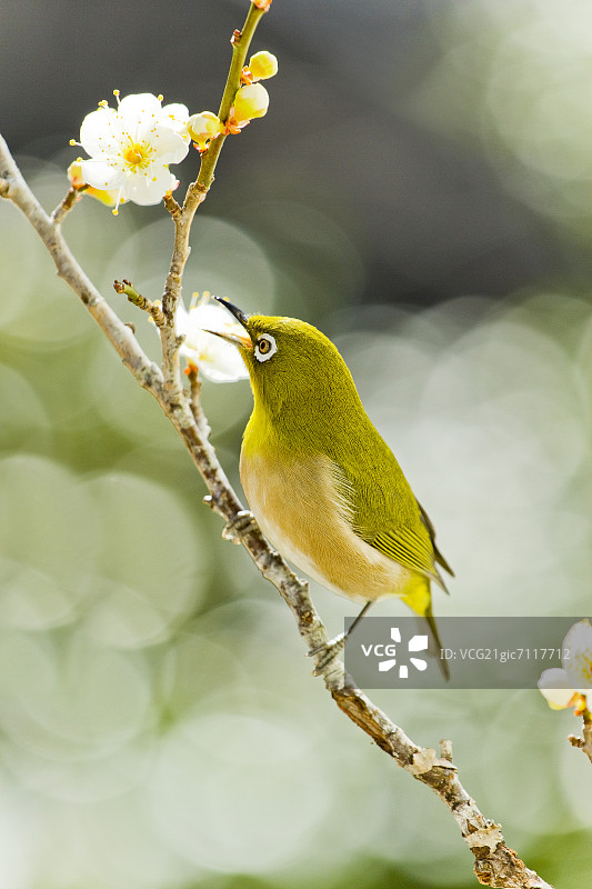 日本白眼鸟与梅花图片素材