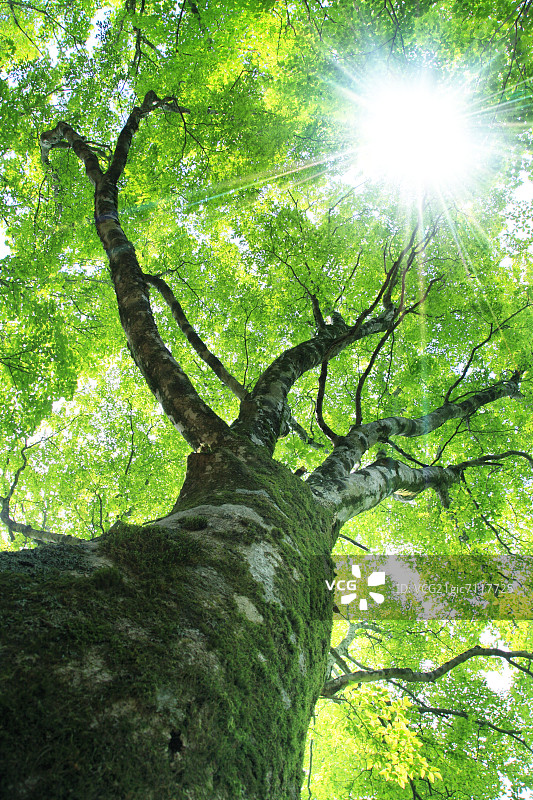 水青冈树图片素材